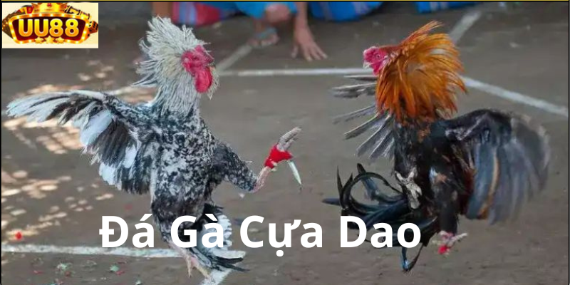 Quy Trình Thi Đấu Đá Gà Cựa Dao