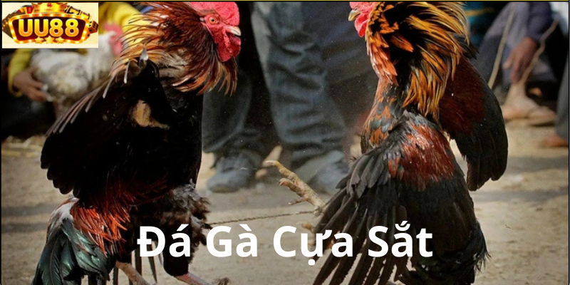 Quy Trình Thi Đấu Trong Đá Gà Cựa Sắt